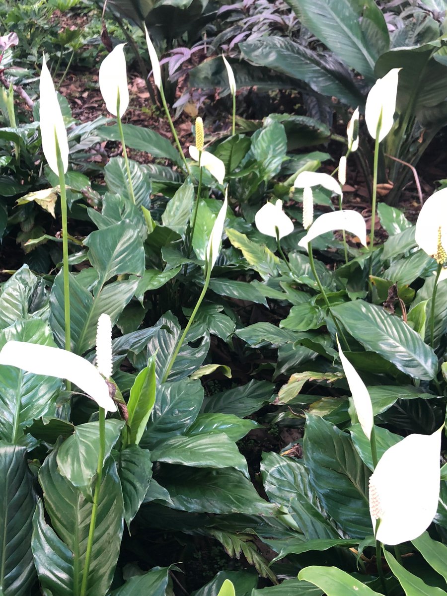 On Wednesday I was able to go on a school excursion with my class as part of my final practicum to the Royal Botanic Gardens. So lucky I got to have this experience with the students and get to see their personalities outside the classroom. #sustainability #educate #acuedu_p
