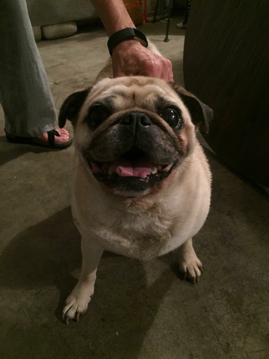 Do you know this pug? He was found wandering in Franklin, TN. He’ll be scanned for a microchip tomorrow. #puglife #pugchat #lostpets
