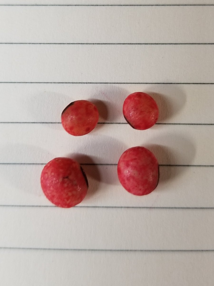 KerMacFarms's tweet image. Dekalb quality control???  Seed size variations in a bag of 26-10.  Is this the norm???? #dekalb #twicethesize