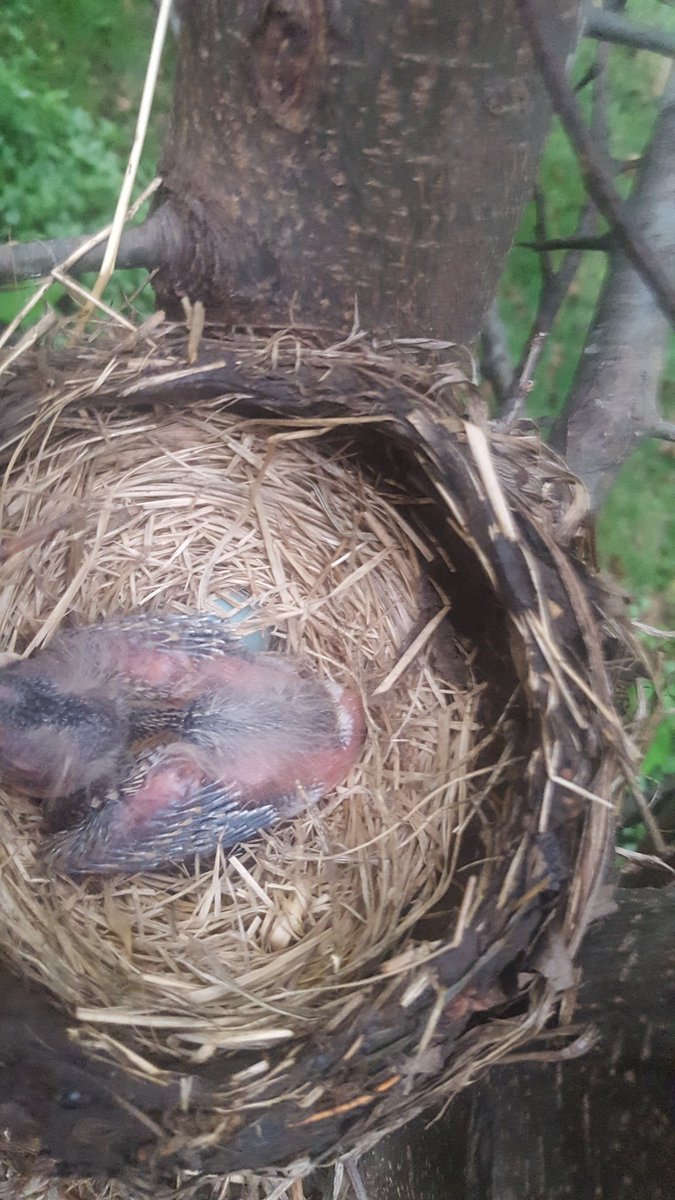 twistedcb's tweet image. Momma bird is not letting me get good shots now, staying close a making lots of noise when i try to get my shot in.