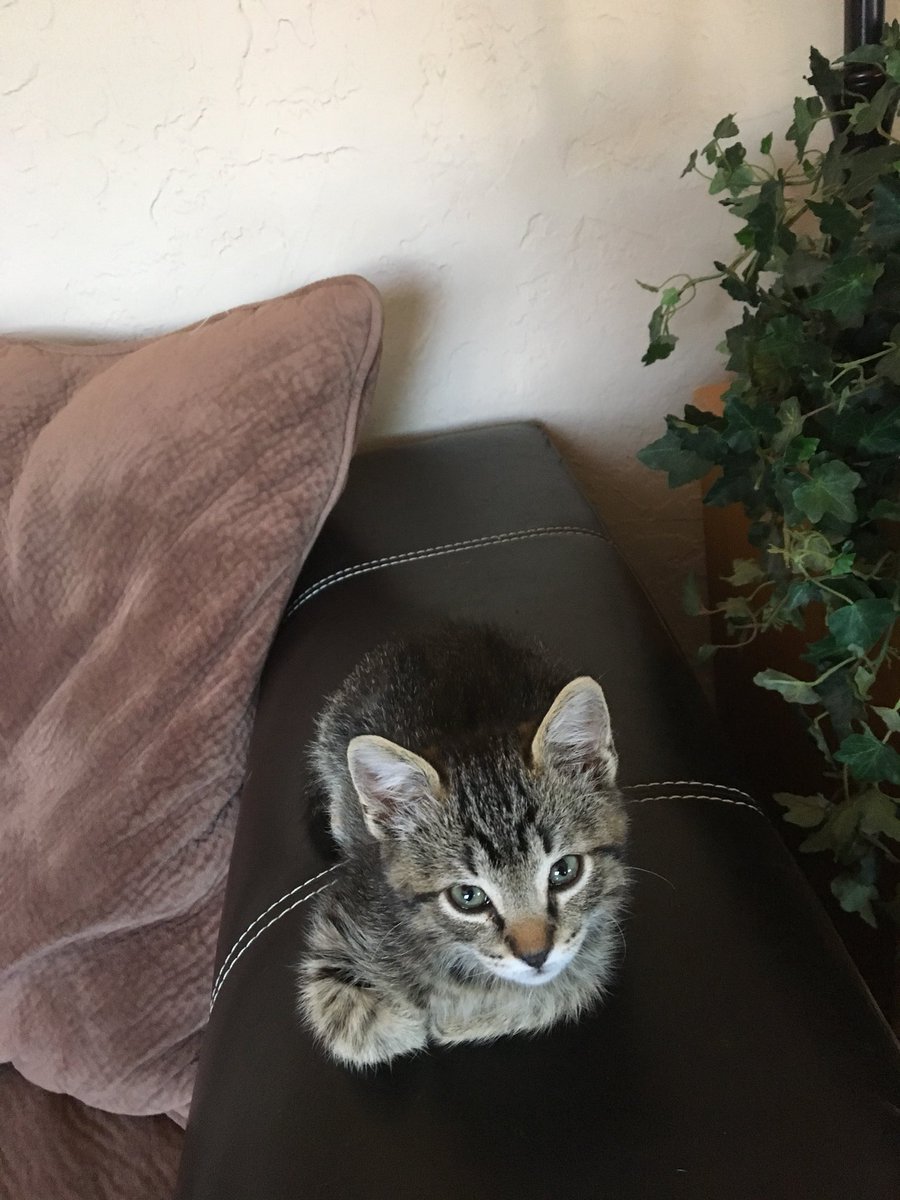 Newest addition to the family. His name is Petey. ❤️😸