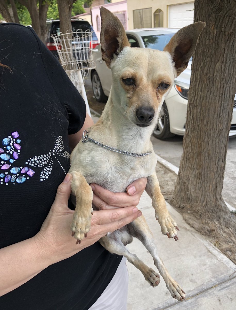 Encontré un perrito perdido por la colonia Alpes. Si alguien lo reconoce, favor de contactarme!! RT por favor <a href="/nSaltillo/">Noticias Saltillo</a> <a href="/allethya/">Allethya López</a> #Saltillo