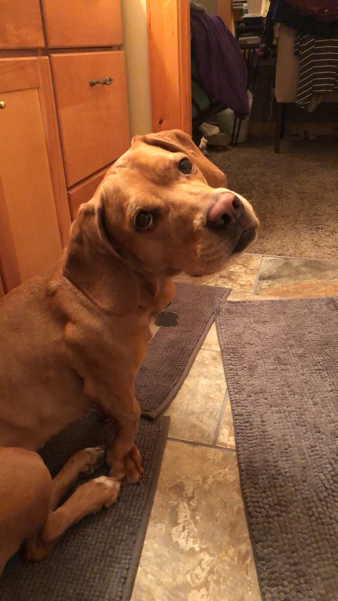 It’s #NationalRescueDogDay !!! Love this nugget so much❤️ big shoutout to <a href="/Animal_HumaneMN/">Animal Humane Society</a> as well as all organizations that help pups get a fresh start #AdoptDontShop