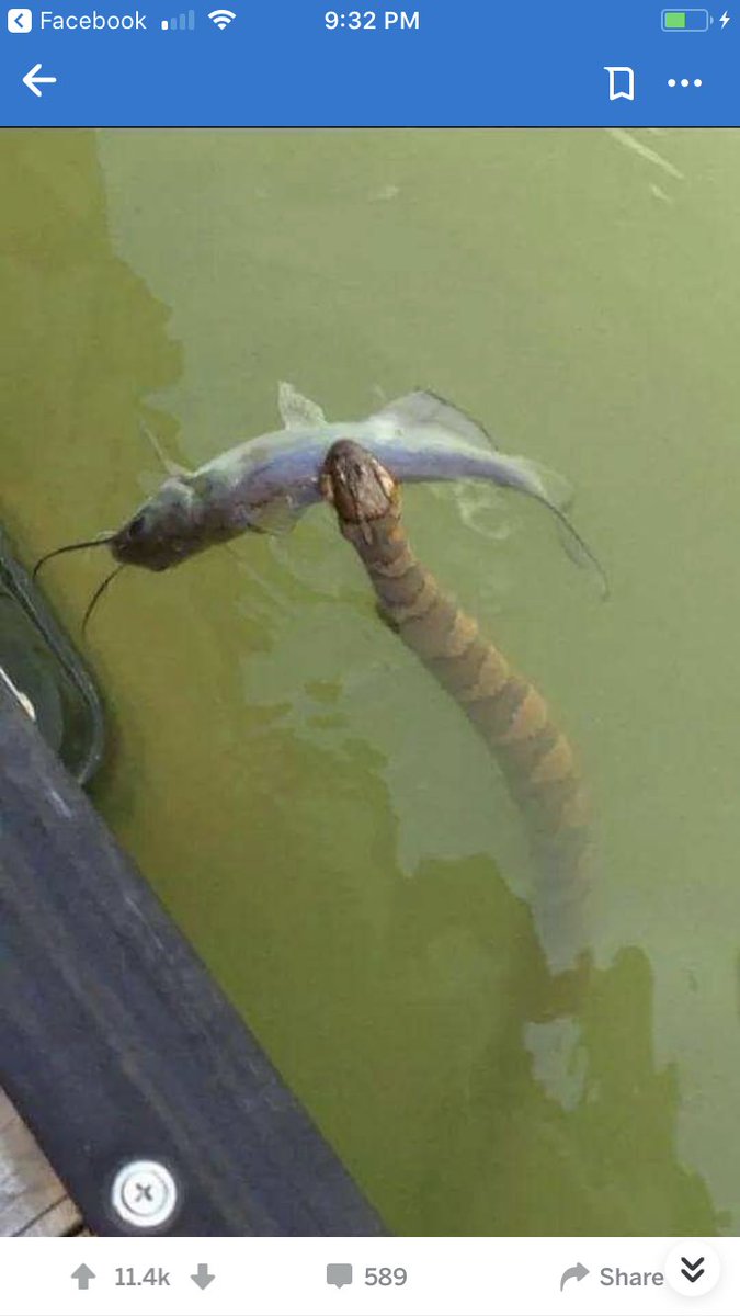 Jennimom26Clark's tweet photo. @AlongsideWild TN River https://t.co/BQJ5bclxtU