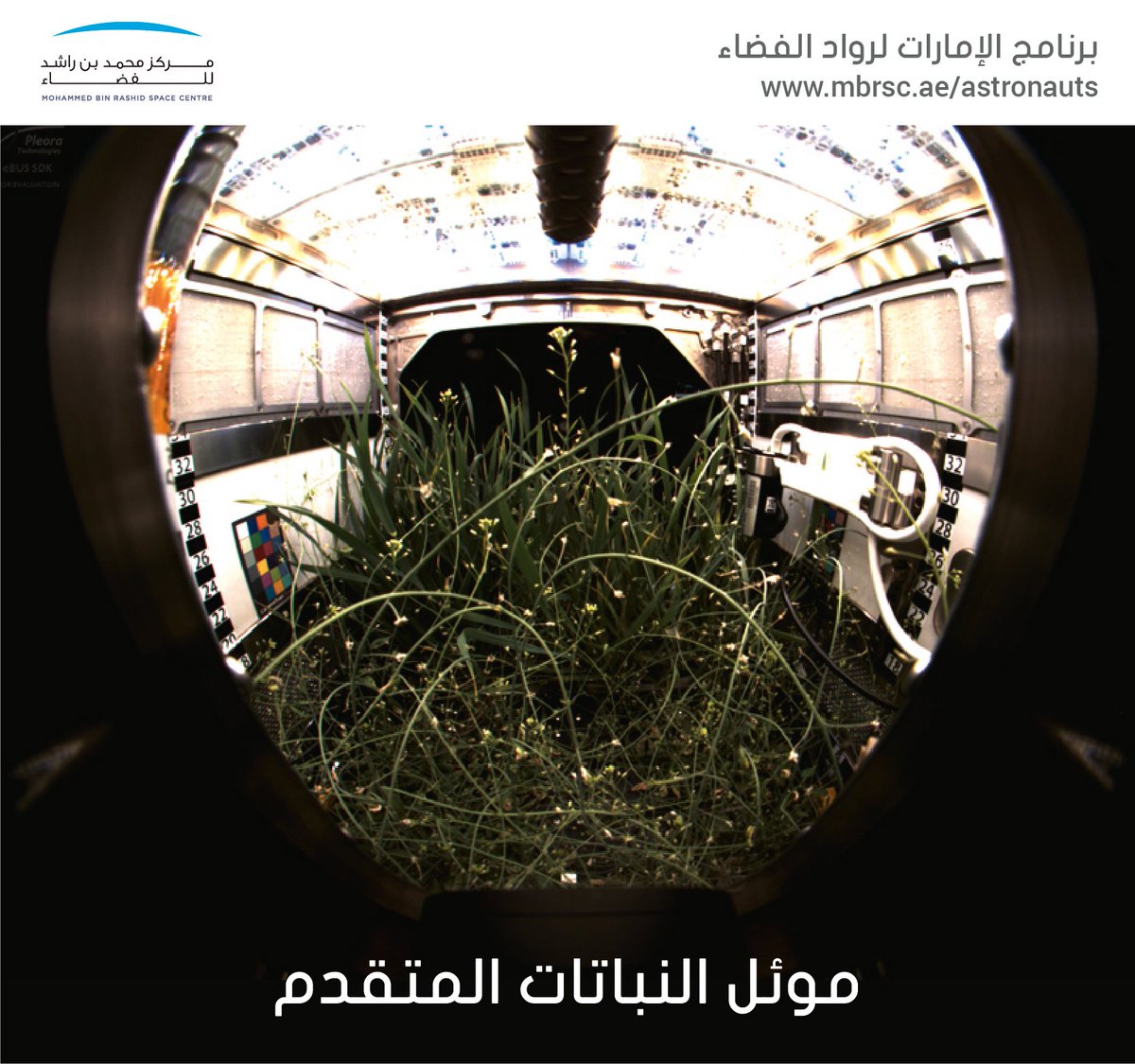 "موئل النباتات المتقدّم" هو أحدث الإضافات إلى #محطة_الفضاء_الدولية، وهو عبارة عن غرفة زراعية آلية بالكامل تُستخدم في إجراء أبحاث بيولوجية على النباتات التي تُزرع على المحطة. وسوف تسهم نتائج الأبحاث في مساعدة #رواد_الفضاء على زراعة حاجتهم من الأغذية أثناء الرحلات #الفضائية الطويلة
