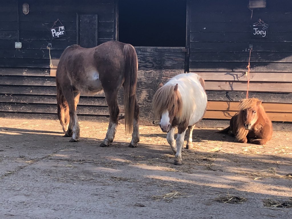 Wellieson's tweet photo. A spot of early morning sunbathing for Bambi and the little ones in the yard ☀️
We hope you all have a wonderful #Monday 
We are off to @heybridgekcat with our #FlatPackFarm whilst back at the farm they continue with preparations for concreting for better access for all. https://t.co/4MIaJlKU3N