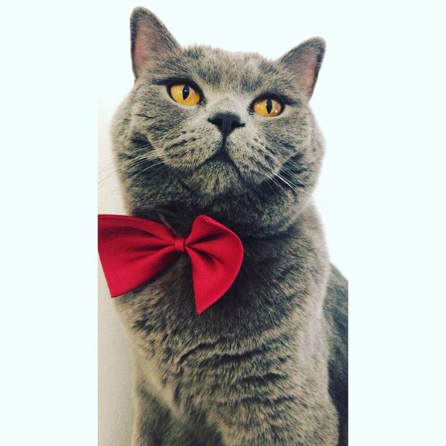RonaldAndMarley's tweet photo. 🐱💭Please, use your purrr-mo code💳🔠 ‘Delivermeow🔤’ to receive a free kitten🎁🛍 on your next order🛵! 🍔🍟🏠 @cats_of_instagram 👀 #catstagram #catstsgram #catsofworld #catsofinsta #catsofinstagram #catlovers #catmania #catpetclub #likesforlikes… https://t.co/ywZwNJmajN https://t.co/kgVgzuCwyk