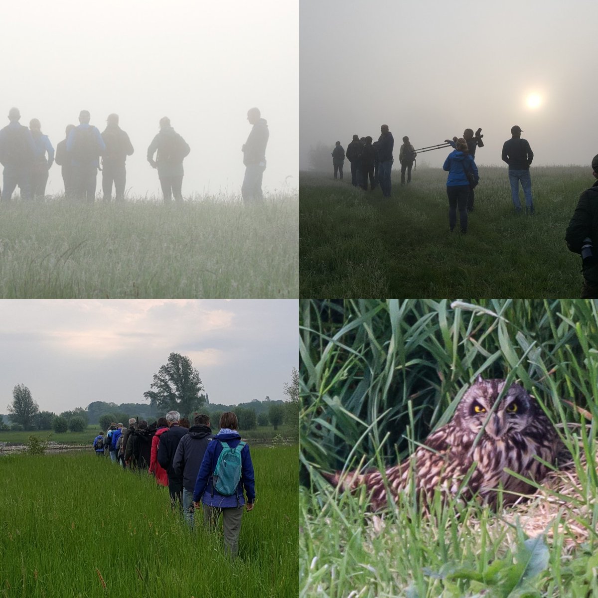 Ondanks de mist, dreigend onweer en hooikoorts een geweldige Nationale Vogelweek beleefd. 35 vogelliefhebbers hebben zich verbaasd hoe mooi de Wilperwaarden en klei zijn. Met als hoogtepunt de ontmoeting met de Bever en de Velduil, extase! Volgend jaar zeker voor herhalingvatbaar