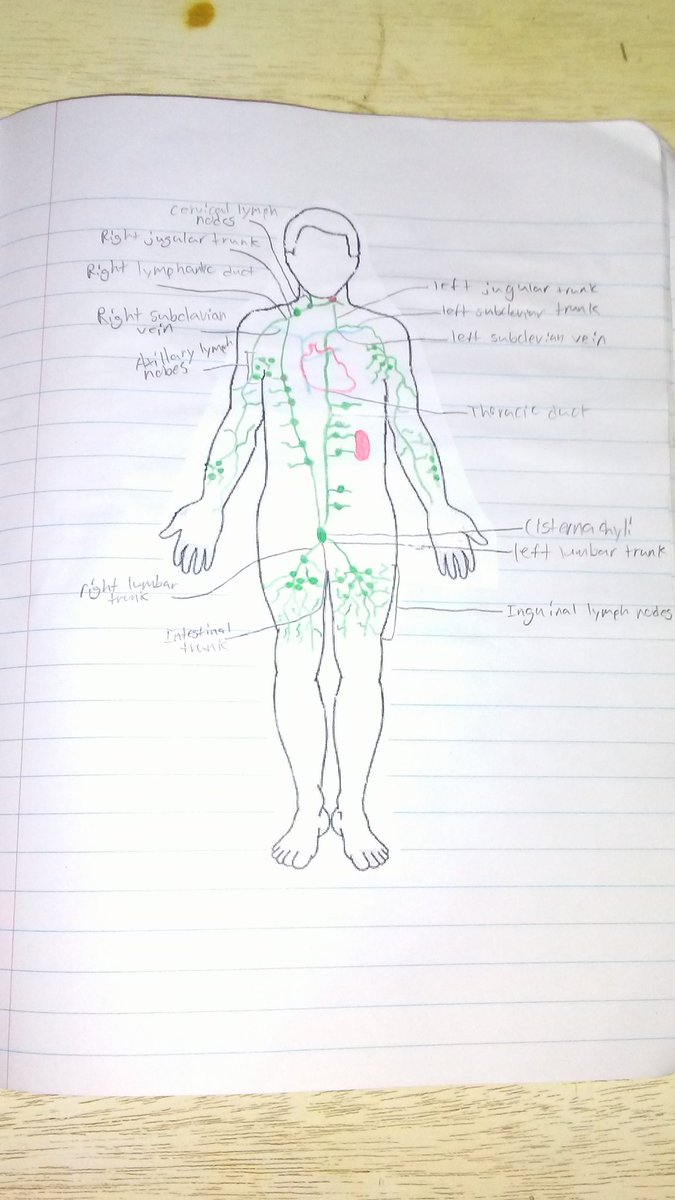 pollockroyce12's tweet photo. St.58 Ds: Lymphatic notes
#rhsbms https://t.co/b3FdMXPMUs