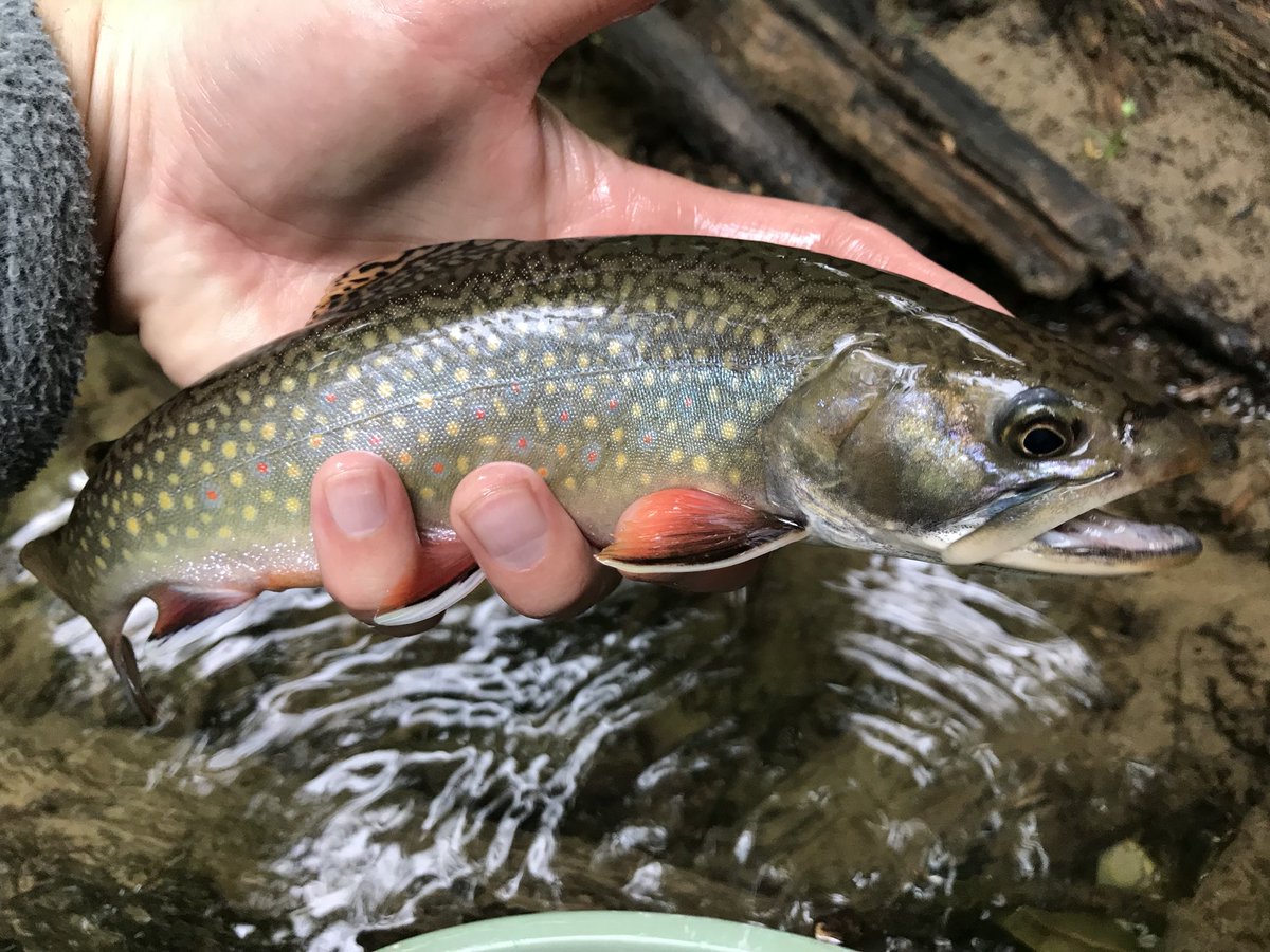 woolybugged's tweet photo. Drove several miles on 4x4 roads, hiked 3 miles into a hollow, crawled over blow downs and through mountain laurel, all to find these guys. New video, soon! #wildbrooktrout #pabrooktrout #clintonnative #brooktroutnation #pawildtrout #nativetrout #nativebrooktrout https://t.co/TK2eHC9CdM
