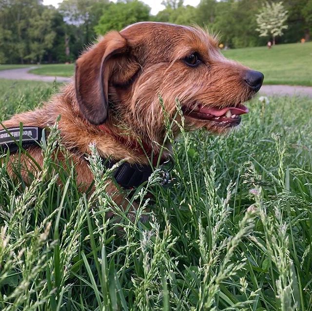 A wild Groot appeared!
.
.
#brooklyndog #brooklynpups #brooklynpuppy #nycdogs #nycdog #nycpuppy #doggo #pupper #dogsofinstagram #muttsofinstagram #adoptdontshop #terrier #terriermix #terriersofinstagram #instagroot #parkdog #pokemonirl #dogsofprospectpark ift.tt/2IVXwB6