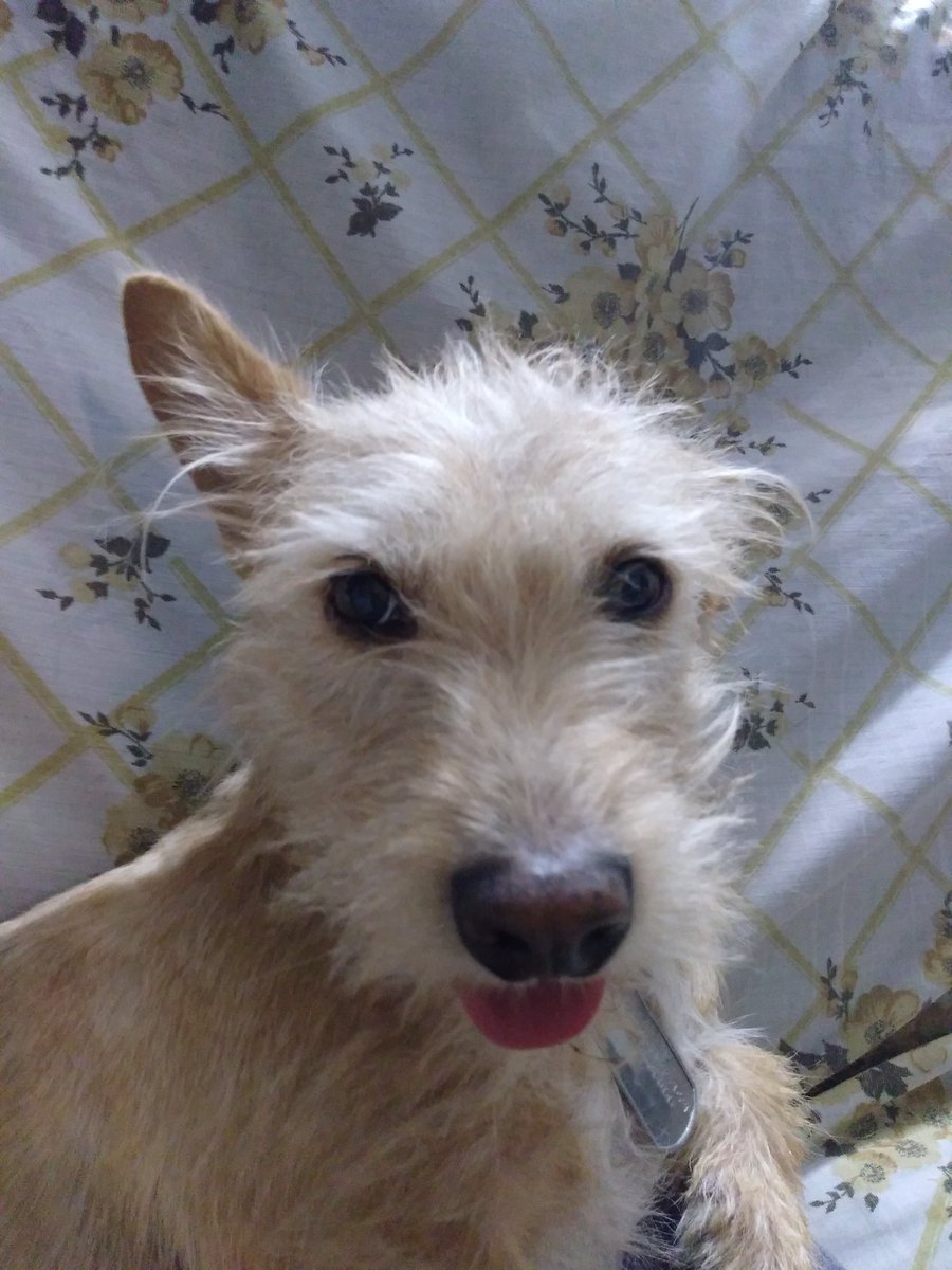 dadaisis's tweet photo. Miren a mi perro Juanito. #DebateINE https://t.co/5CRHEeKEe1