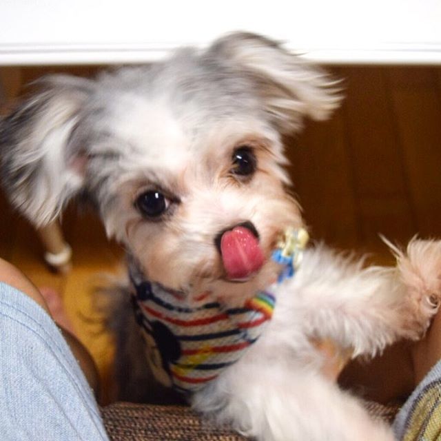 ピート Lang Ja Twitter Search