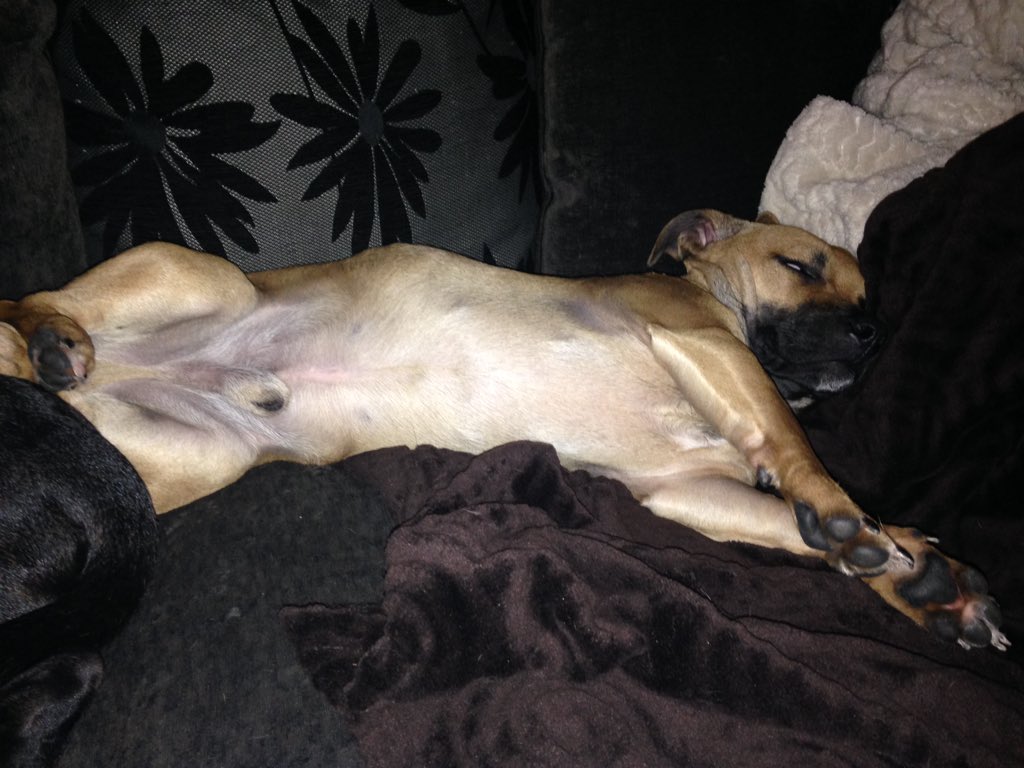 Trail_noob89's tweet photo. My puppys are just like me to chilled out to care about others bull shit 😜 #chilledtothemax https://t.co/Ldq8SccMk9
