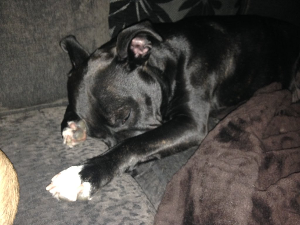 Trail_noob89's tweet photo. My puppys are just like me to chilled out to care about others bull shit 😜 #chilledtothemax https://t.co/Ldq8SccMk9