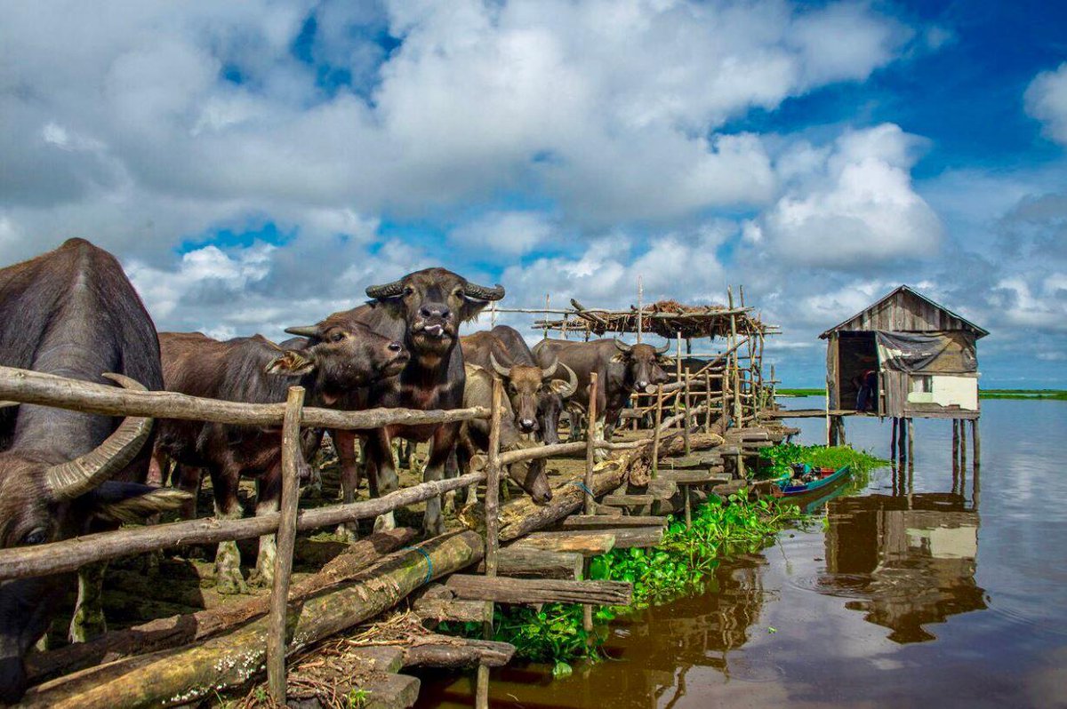 lonelyplanet's tweet photo. RT @phtravel: The swamp buffalo herders of Negara, Kalimantan. The buffalo herds are kept in stilt corrals and let out to pasture by cowboys in canoes. #LPinBorneo #kalimantan https://t.co/yq2slVapxu