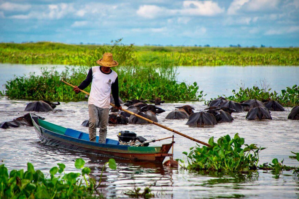 lonelyplanet's tweet photo. RT @phtravel: The swamp buffalo herders of Negara, Kalimantan. The buffalo herds are kept in stilt corrals and let out to pasture by cowboys in canoes. #LPinBorneo #kalimantan https://t.co/yq2slVapxu