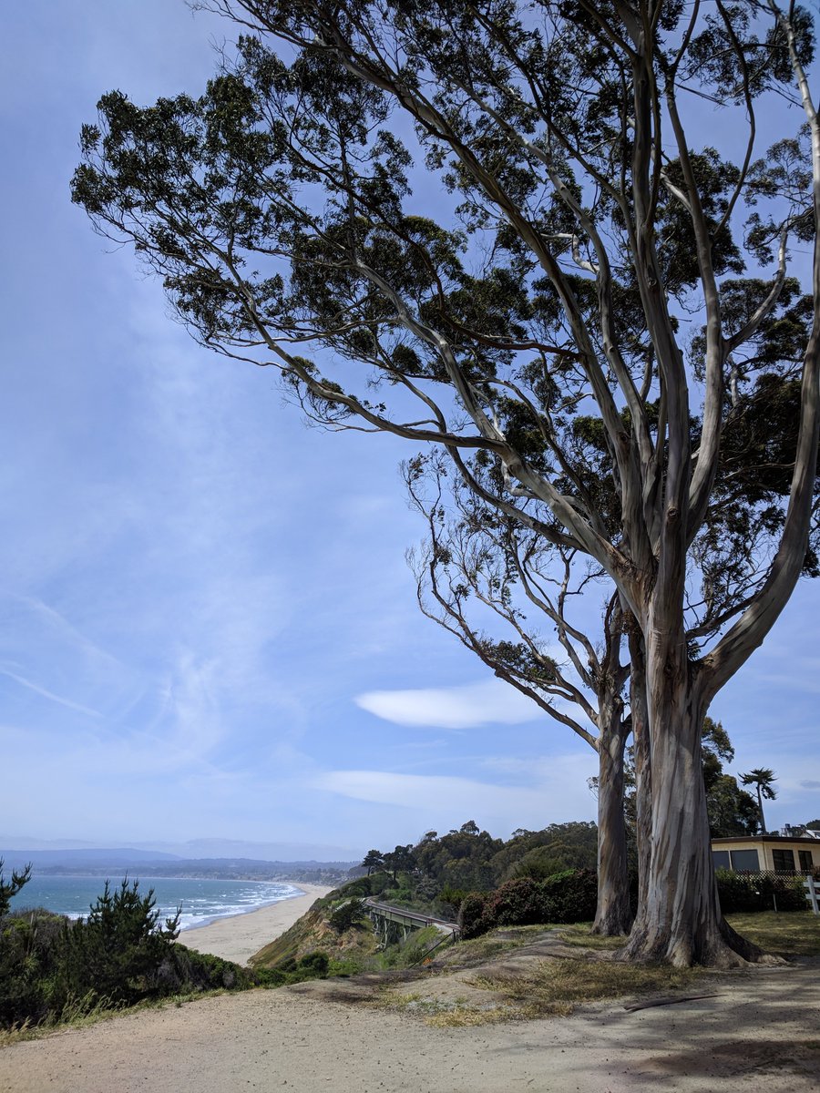 Always makes me happy when I find eucalypts on the California coast :D #straya