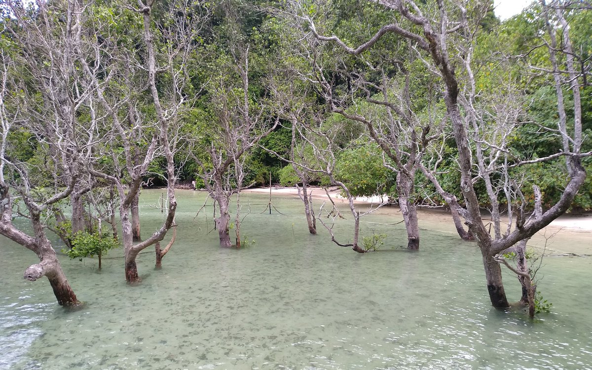 Paradise amongst the mangroves continues on Wa Ale, @WaAleResort | #MerguiArchipelago