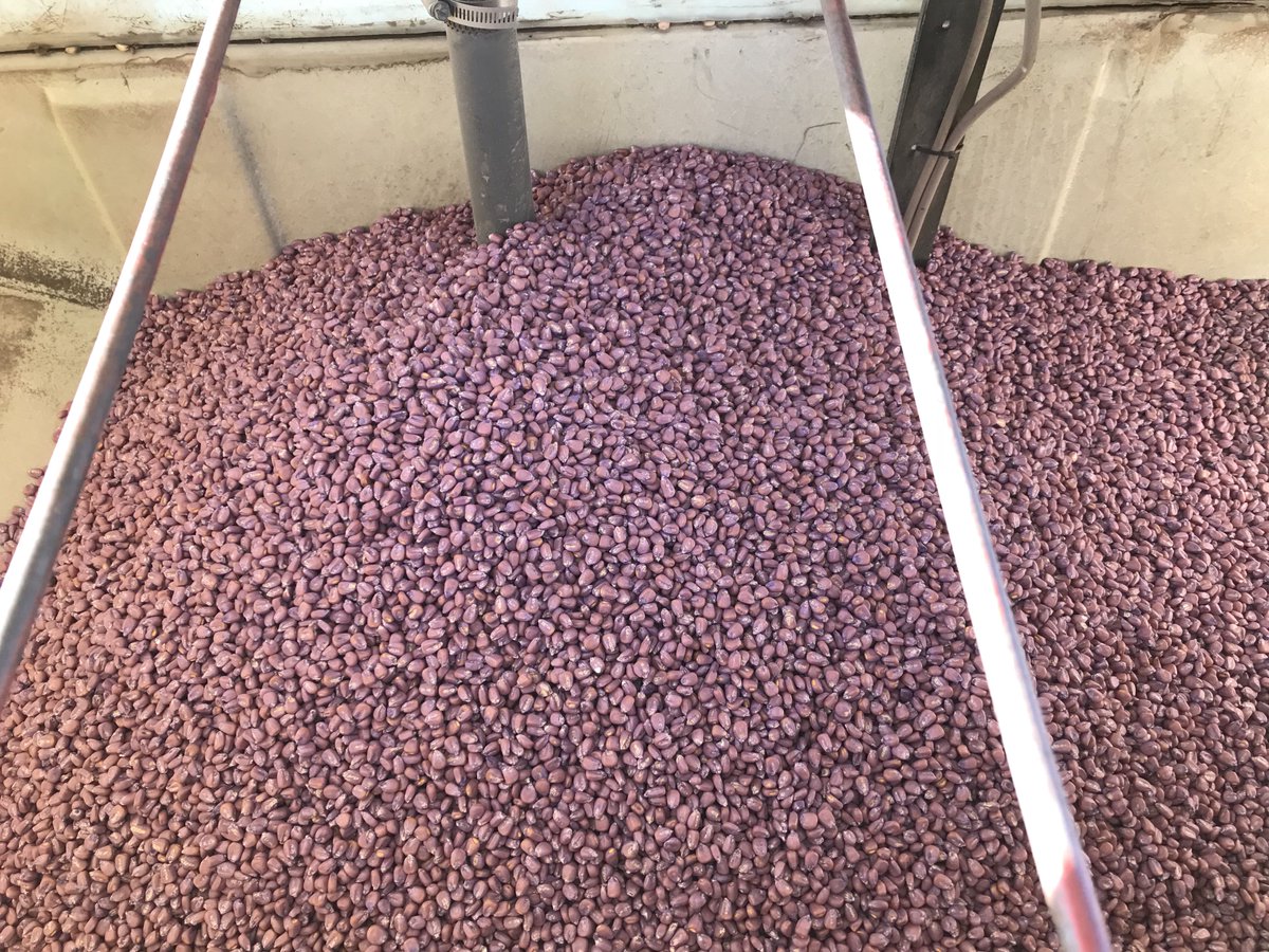 green_bos's tweet photo. Getting ready to lay some corn seed down #plant18 #corngrazing #Generalseed #Leafycorn https://t.co/DxanvmztVS