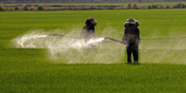 Glifosato: riesaminata la sicurezza dei tenori di residui cibariaweb.it/2018/05/21/gli…