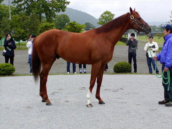 Bloodstockcomau's tweet photo. T M Opera O who held the world earnings record for 17 years, has died aged 22 at stud in Japan. A son of Opera House, he won 14 times from 26 starts, including seven Grade 1s, four Grade 2s and a Grade 3. 📌Read more: https://t.co/9MlW6CW5qs https://t.co/ztIodFjKFB