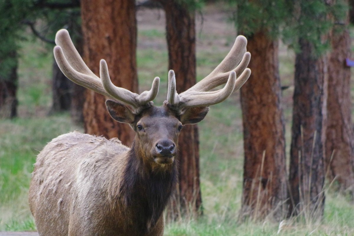 JulieSunne1's tweet photo. #JoyDare *Touring beautiful Bear Lake in Rocky Mountain National Park w/ old &amp; new friends; *Spending a few hours w/ my nephew, his wife &amp; my brother in Estes Park; *Zach arriving safely at Estes Park and taking an evening walk w/ him &amp; seeing elk up close and personal #1000gifts https://t.co/XqrxfZI3vQ