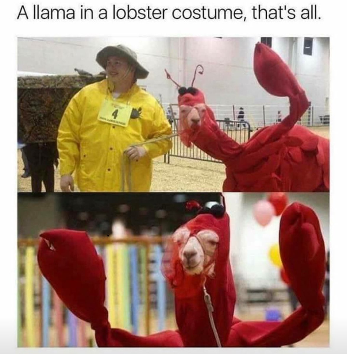 upstateproject's tweet image. Llama lobster... #SundayFunday #upstateclothing #upstate #upstateclothingcompany #upstatenewyork #upstateproject