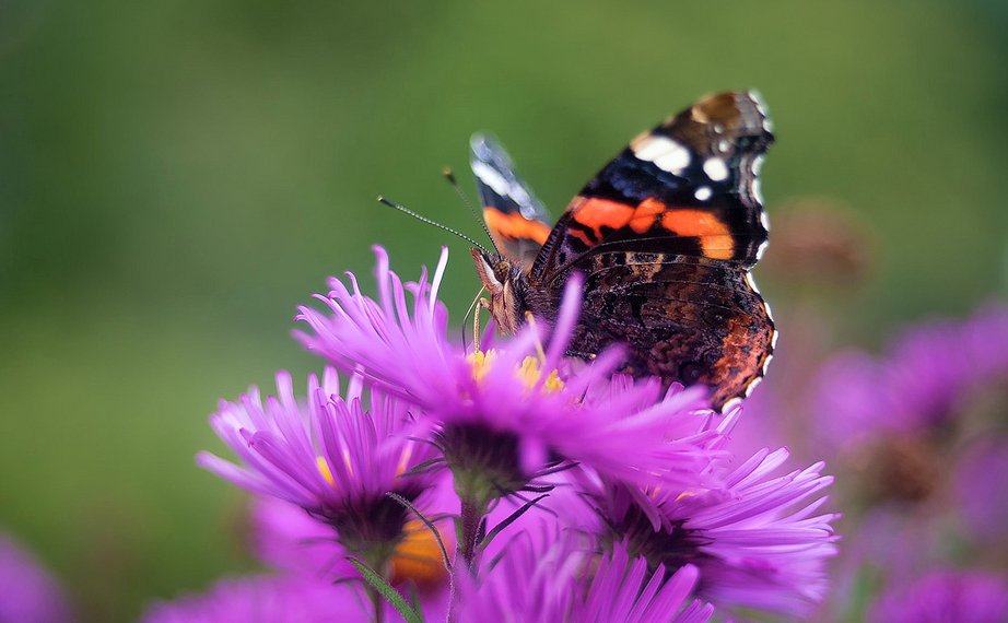 savebutterflies's tweet photo. Fight butterfly and moth declines with flowers #PollinatorPlots #MondayMotivation
Find out how you can make a difference with just 1 square metre of outdoor space:
https://t.co/VFAdyQ4ztN
Photo: Red Admiral by Udo Ritke https://t.co/RKmnBrsqbv