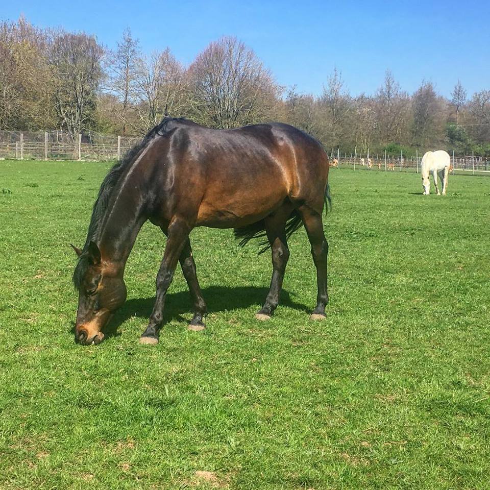 Cribbing/Windsucking – case study in minimising the behaviour through management. Part 2: Plan of action &amp; Results aspireequestrian.wordpress.com/2018/05/21/cri…