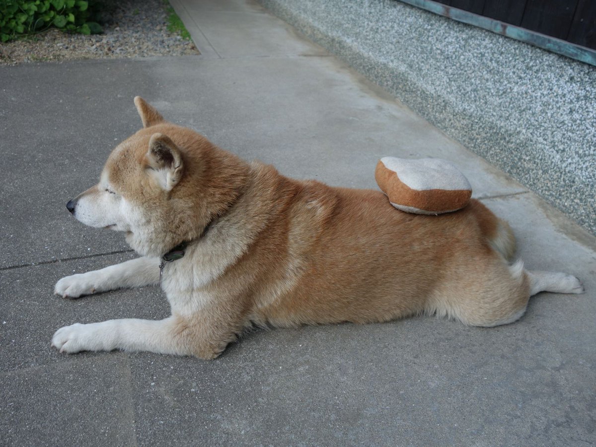 柴犬 ちゃこ Twitterren 親亀の背中 に子亀を乗せて