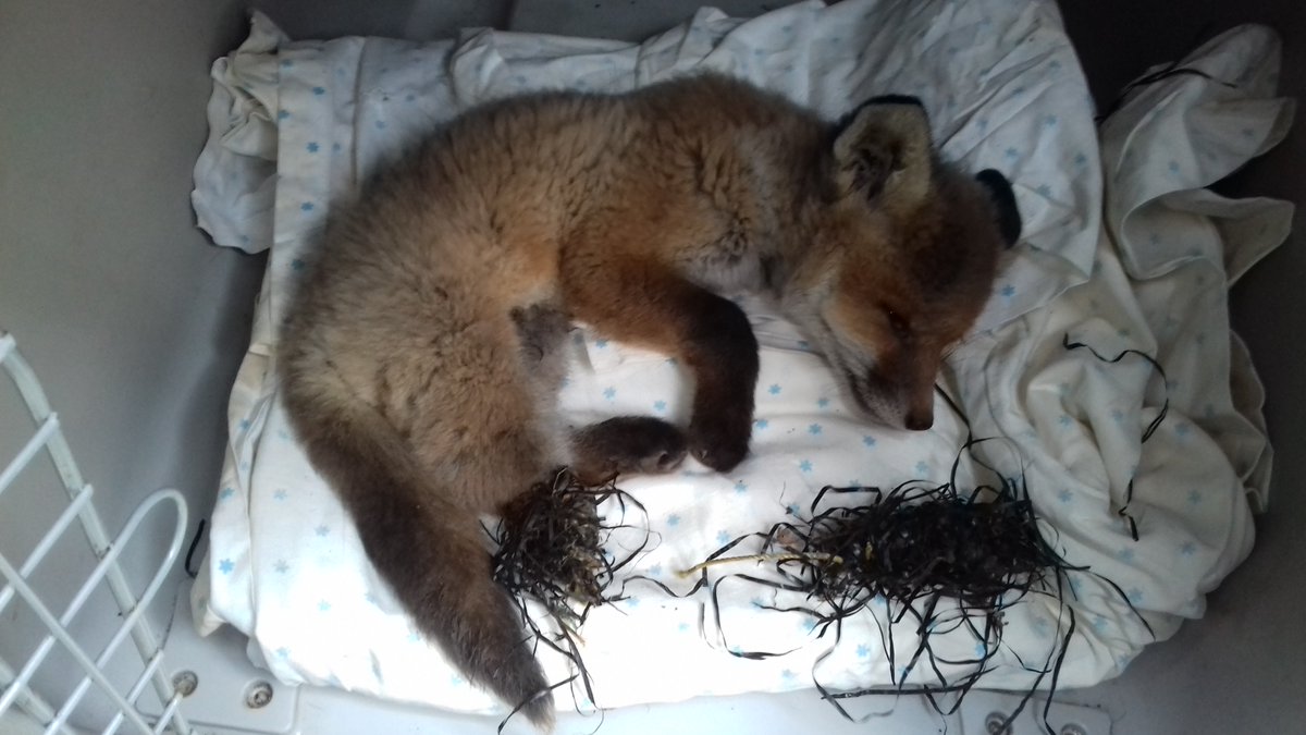 ScottishSPCA's tweet photo. We're urging the public to keep their garden free from any netting after another fox has died after getting tangled up. 
Sadly he had already lost the lower half of his leg when we arrived and would not have survived back in the wild.
#SSPCAFoxFiles
➡️https://t.co/faopuYPu9y https://t.co/P3cC4hddB9