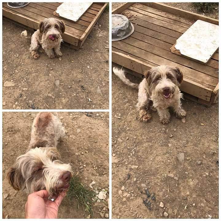 "<a href="/masum_gozler/">Masum Gözler</a>
 #Acil  #YuvaArıyoruz   2 YAŞINDAKİ  MİNİK TERRİER KIZIMIZ ARTIK HAKETTIGI ŞEKİLDE  AİLESİYLE YUVASINDA YAŞAMAK İSTİYOR .HAYDI KIZIMIZA O YUVAYI BULALIM
BURSA
ILETISIM :  0536 573 71 04 /Sonay İleri