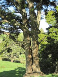 Totarol has strong antioxidant properties that are up to 3 times stronger than #VitaminE and acts as a super agent to neutralise free radicals that are linked to ageing. Totarol is present in all our products to help keep your skin looking younger for longer. #organicskincare