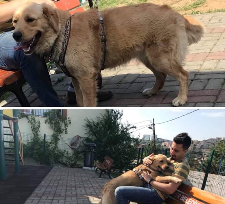 "<a href="/masum_gozler/">Masum Gözler</a>
 
YUMAK #KAYIP ! GÖRENLERİN GÜVENLİ BİR YERE ALARAK İLETİŞİMİ ARAMALARI RİCA OLUNUR 
İSTANBUL-EMİRGAN-BALTALİMANI
İLETİŞİM :0544 204 24 24