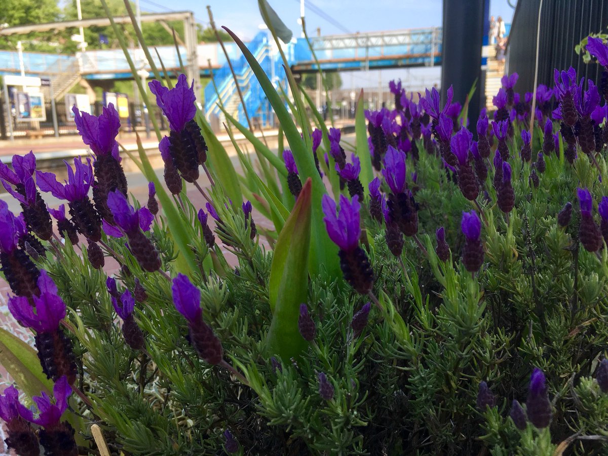 AllyPallySt's tweet image. Lavender new timetable @GNRailUK! #AllyPally people, we’re told improvements will be significant but incremental. Old 313s are on last legs. Huge news is #Class717 arrival in the autumn &amp;amp; many more drivers before then. We’re patient and grateful for now, as exciting times ahead.