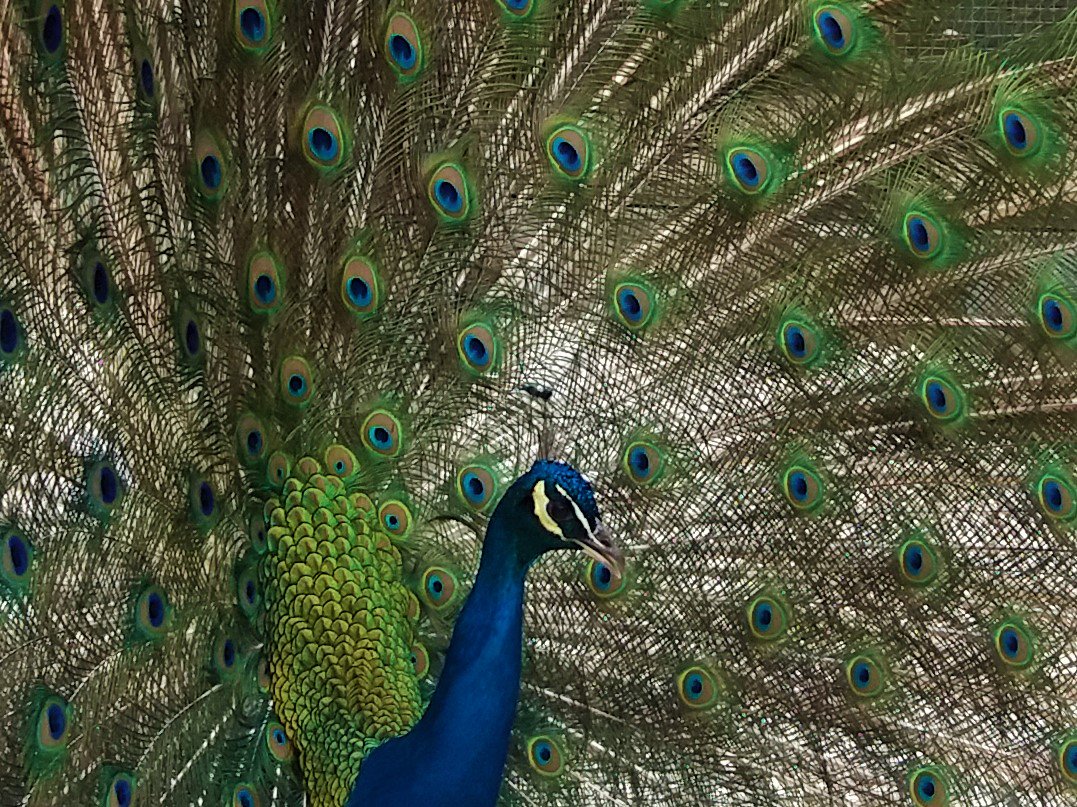 Zo trots als een pauw. Prachtig! Foto genomen bij Landgoed #Vijversburg