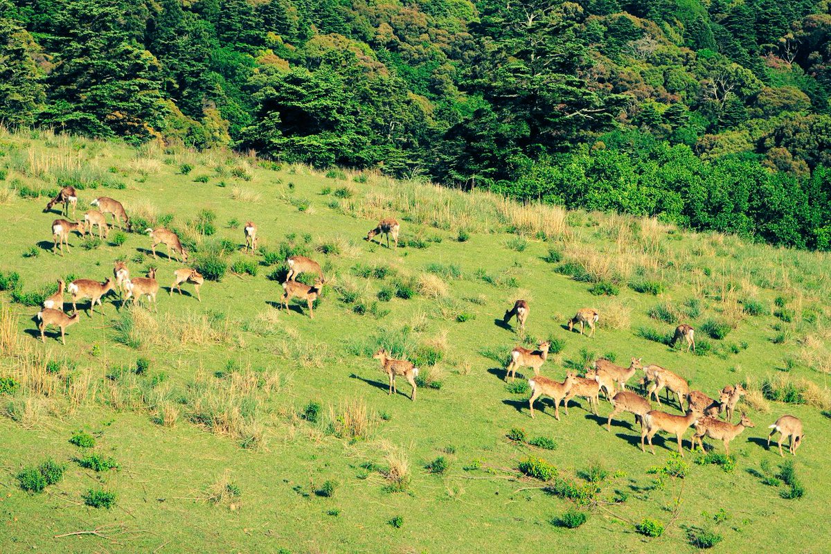 せんとくんのつぶやき 奈良県公式 A Twitter 今日の奈良公園