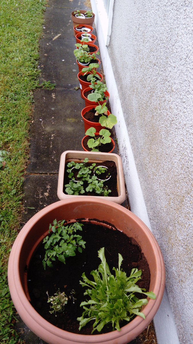 GreenFlag_5's tweet photo. Our parsley, coriander, tomatoes, pumpkin, squash, lettuce and kale look happy in their larger pots! We cannot wait to harvest them all! #biggrow #innocent #msoconnellsclass #giy @missgillsclass https://t.co/kJVLIR2b5Z