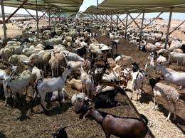 PACJA1's tweet photo. Pastoralists in Kenya abandon cattle for sheep and goat amid rising temperatures https://t.co/cx0uHPFoGV #PACJAat10 #ClimateJustice https://t.co/NJNJlnM2x7