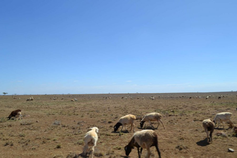 PACJA1's tweet photo. Pastoralists in Kenya abandon cattle for sheep and goat amid rising temperatures https://t.co/cx0uHPFoGV #PACJAat10 #ClimateJustice https://t.co/NJNJlnM2x7