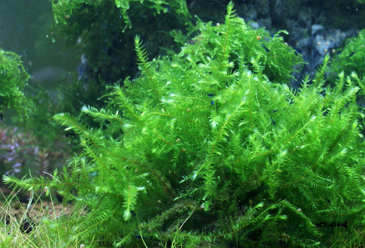 greentarade's tweet photo. Royal Blue Tiger Shrimp digging in the Dragontail Moos https://t.co/DzGvVuHIj1 #DragonTailMoos #Distichophyllum #RoyalBlueTiger https://t.co/LgmKveiGsT