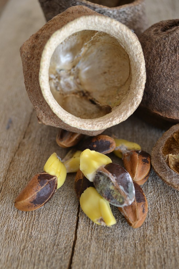 Lecythis pisonis / Coco de mono, ollita o olla de mono
jardín Botánico de Maracaibo.