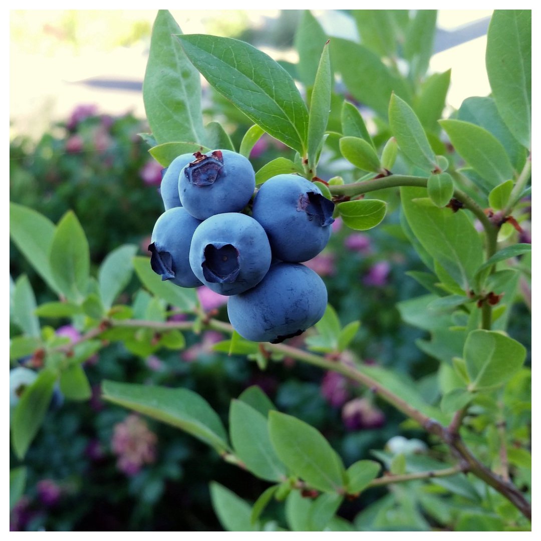Fancy growing your very own little oasis of #berries?

#Blueberries are perfect to plant in a #sunny, partially shaded spot. 
Not only is it a 'superfood', but it also adds a #stunning, ornamental character to every garden!

#MondayMotivation #gyo #gardening #fruits