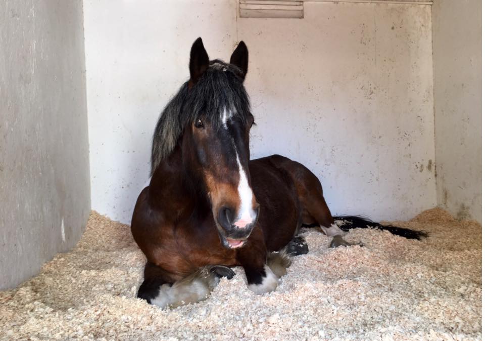 RDARavelrig's tweet photo. Buddie is resting on a soft bed as he has signs of laminitis.
Get well soon Buddie!
#resting #poorbuddie #lookingafterhim https://t.co/ElyAhcMSqz