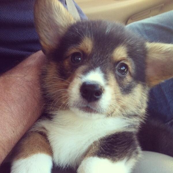 ashleyst78's tweet image. #CuteDogsofTwitter #Puppies #Cute #DogsOfTwitter