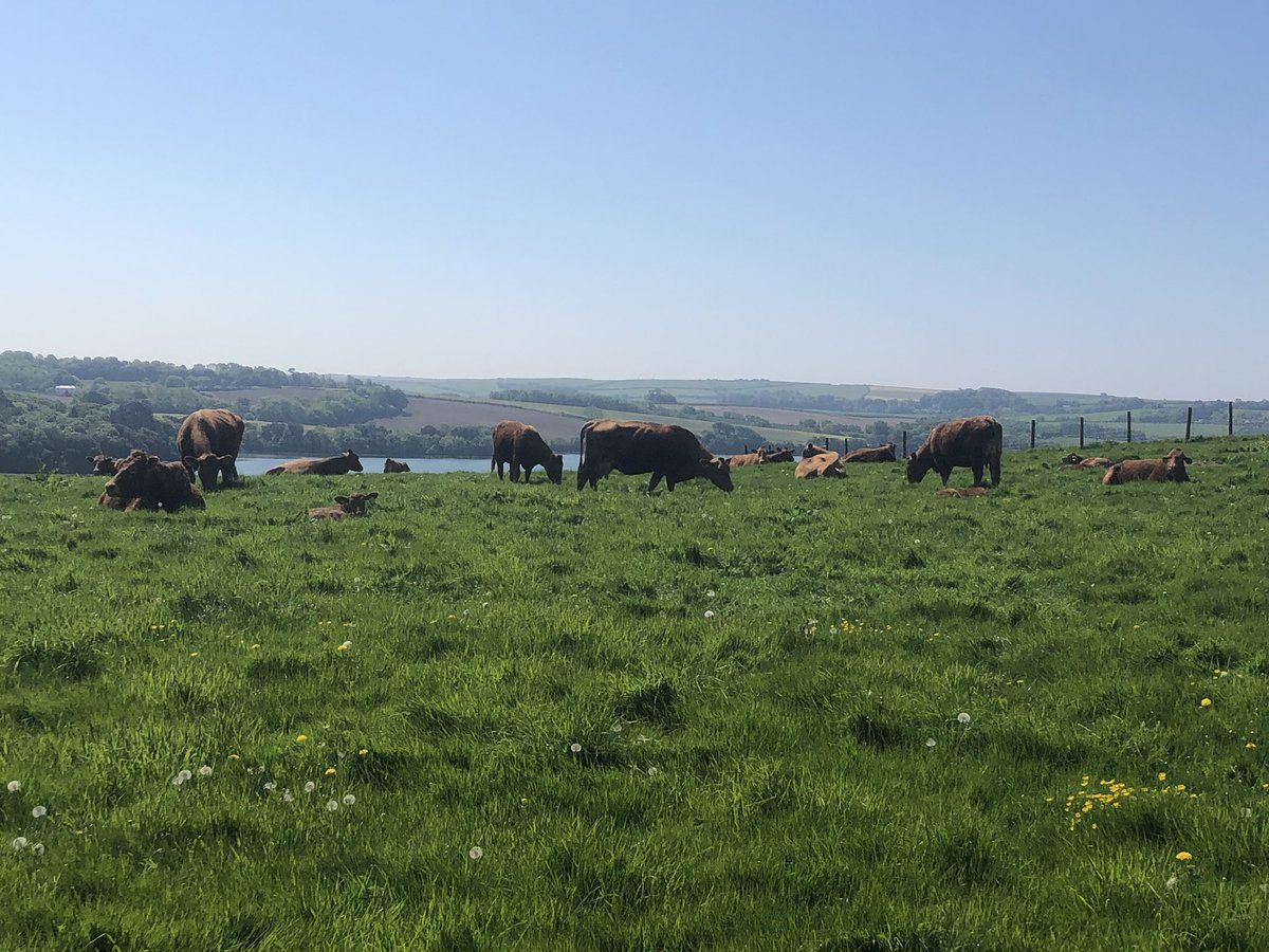 Shillingham's tweet photo. #spring calves loving the Sunday sunshine. #Sunday #hot #grass #meadow #farmers #Cornwall https://t.co/MYYe5RTwHC