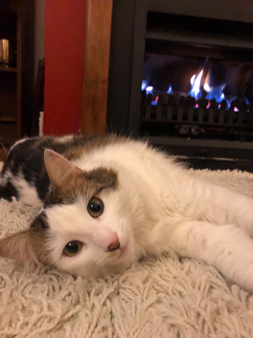 Starting to get a bit chilly in Melbourne. Floof&rsquo;s enjoying some extra warmth. https://t.co/xcD8t8J4<a href="/tag/catlife"class="tags"><span>#catlife</span></a>