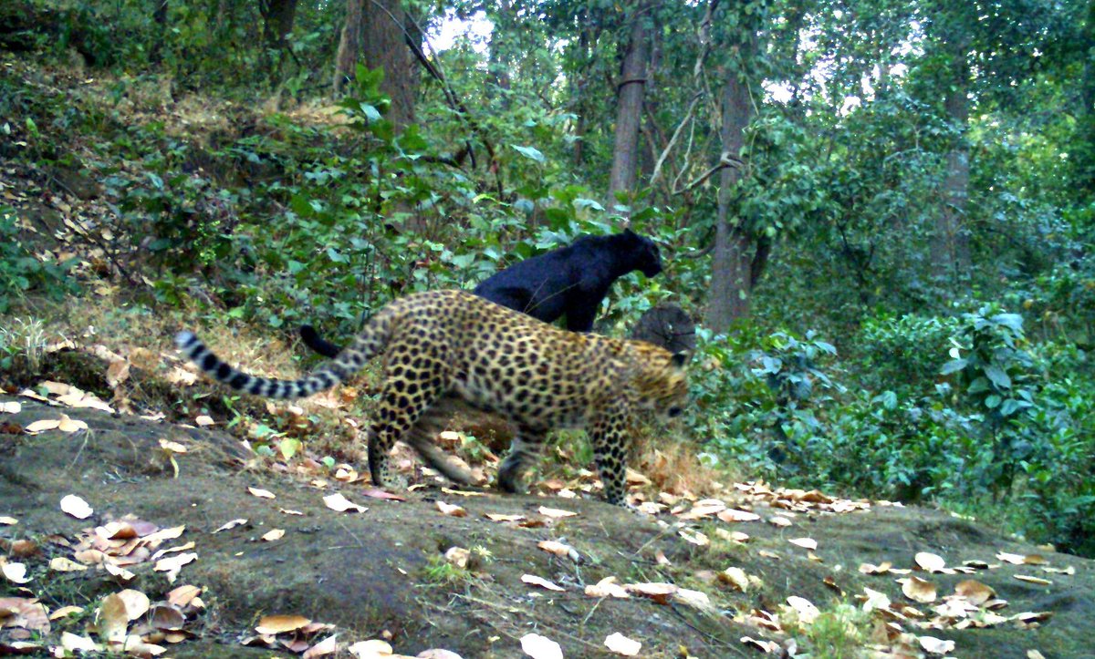Siba_TNIE's tweet image. #BREAKING: First ever Black Panther sighted in Sundargarh forests. Footage captured repeatedly by camera traps installed in Garjanpahad Reserve Forest of Hemgir Range, says Chief Wildlife Warden Dr Sandeep Tripathi #BlackPanther  @NewIndianXpress #Odisha