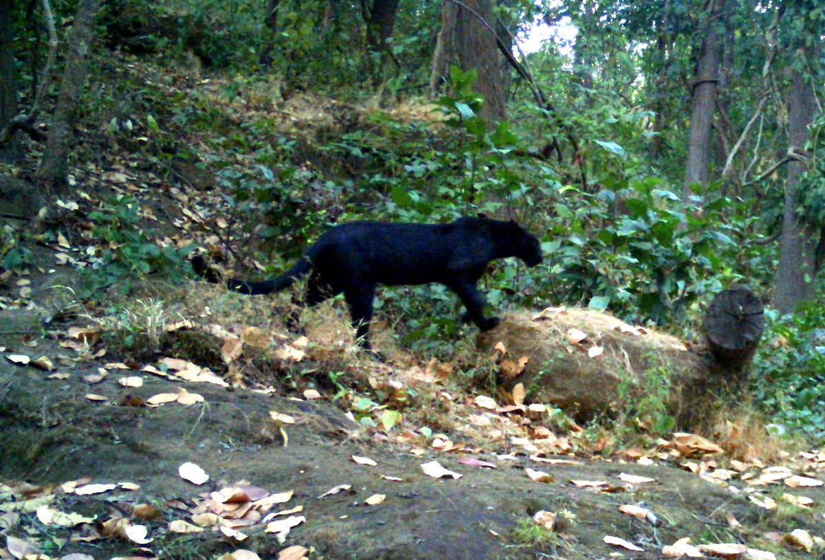 Siba_TNIE's tweet image. #BREAKING: First ever Black Panther sighted in Sundargarh forests. Footage captured repeatedly by camera traps installed in Garjanpahad Reserve Forest of Hemgir Range, says Chief Wildlife Warden Dr Sandeep Tripathi #BlackPanther  @NewIndianXpress #Odisha